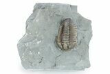 Prone Flexicalymene Trilobite - Indiana #282171-1